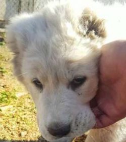 While they have a strong independent streak, they’re loyal and devoted to their families.  ...