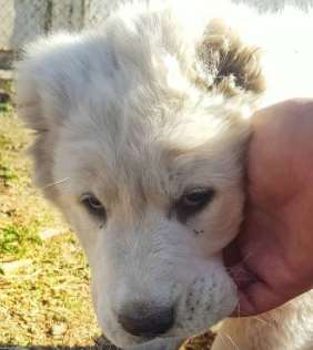 While they have a strong independent streak, they’re loyal and devoted to their families.  ...