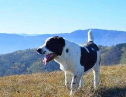 The Central Asian Shepherd Dog should weigh between 88 and 110 pounds and stand between 24 and 2 ...