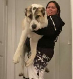 The Central Asian Shepherd Dog is loyal and protective of their loved ones. They’re aloof  ...