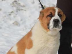 They’re usually considered to be a pretty quiet dog, but will sound the alarm when strange ...