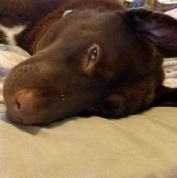 The Chabrador is a mixed breed dog – a cross between the Chow Chow and Labrador Retriever dog br ...