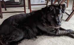 Chabradors make excellent family pets if you’re searching for a canine who’s equal parts compani ...