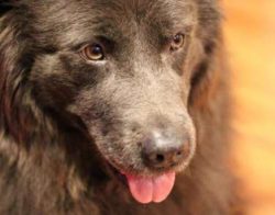 In general, you’ll likely find Chabradors coming in colors that include light tan, black,  ...