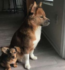 Chabradors posses dense, double-layered, waterproof coats that are short to medium in length. Th ...