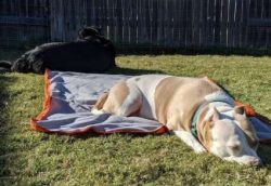 The Chabrador can be a snappy canine when undertaking guard dog duties. They are also often wary ...