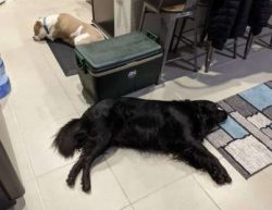 A well-trained Chabrador can be a great addition to a family and will form strong and loyal bond ...