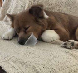 In general, Chabradors need moderate amounts of exercise. As long as you can commit to regular w ...