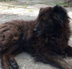 The Chabrador has become known as a designer dog breed, but many of them unfortunately end up in ...