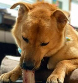 The Chabrador is usually described as a medium-sized dog. Although, as is always the case with n ...