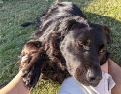 Most weigh in at 45 to 80 pounds and range in height from 18 to 24 inches. Female Chabradors are ...