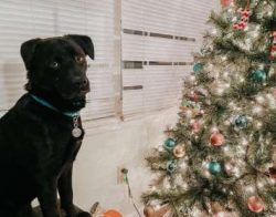 But when it’s time to relax, the breed makes a great family dog who loves to be around peo ...