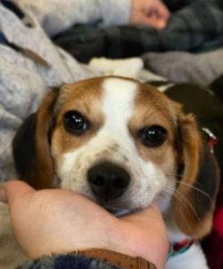 Breeders started intentionally mixing Chihuahuas and Beagles to make Cheagles in the late 1990s. 