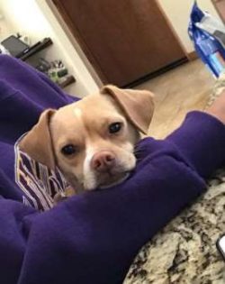 Cheagles have high energy and prefer an active play session to being a lap dog. 