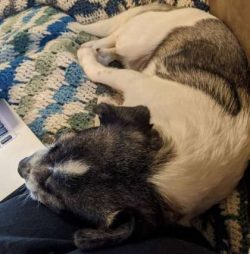 Cheagles tend to bark often, which makes them good watchdogs. However, early training can help c ...