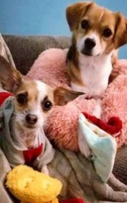 The Cheagle dog breed may have existed naturally over the years, but designer breeders started i ...