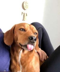 Even though the Cheagle breed got its start as a designer breed, some have ended up in shelters  ...