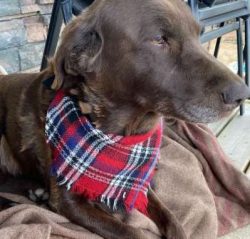 Chessies can fill many job descriptions. These sporting pups are prized as superb hunting dogs.  ...