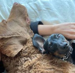 Train your Chessie with consistency and positive reinforcement — rewards for correct behavior. K ...