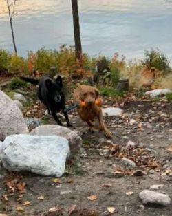 The Chessie often has an excellent rapport with children, but he won’t tolerate abuse from ...