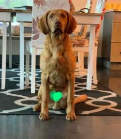 Chessies can be more aggressive, willful, and reserved with strangers than other retrievers. 