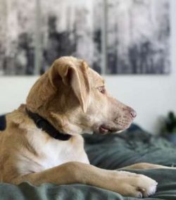 Chessies are strong dogs, slow to mature, with a tendency to be territorial. They need firm trai ...