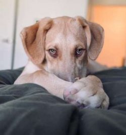 To get a healthy dog, never buy a puppy from a backyard breeder, puppy mill, or pet store. Look  ...
