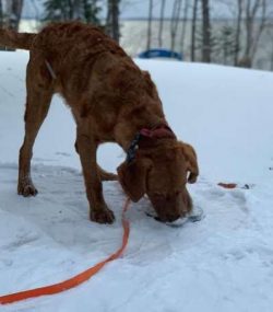 Both dogs gained a reputation as excellent water dogs, especially when it came to duck hunting,  ...