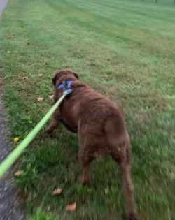 A proper Chessie has a bright and happy disposition combined with courage, intelligence, a stron ...