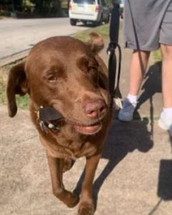 The Chessie can have a goofy sense of humor, but the entertainment value can be offset by his so ...