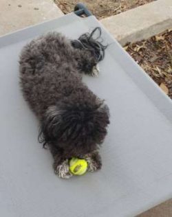 The Chi-Poo is a mixed breed dog — a cross between the Chihuahua and Toy or Teacup Poodle dog br ...
