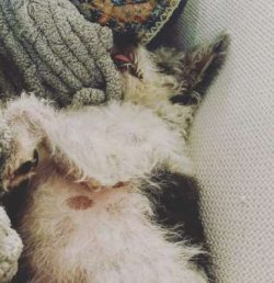 Breeders wanted to mix the two parent breeds to create a low-maintenance, intelligent dog who ...