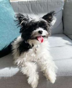 Even though the Chi-Poo breed got its start as a designer breed, some have ended up in shelters  ...
