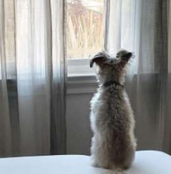 While Chi-Poos are not recognized by the American Kennel Club, they are recognized by the Americ ...