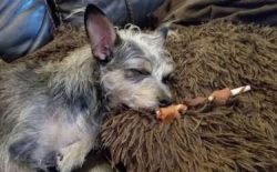 While Chi-Poos are not recognized by the American Kennel Club, they are recognized by the Americ ...