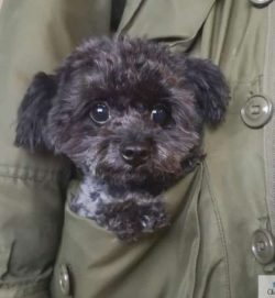 As the Chi-Poo is a relatively new breed, there are few standards when it comes to size. That sa ...