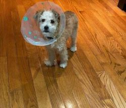 Many Chi-Poo lovers describe their dogs’ as playful, intelligent, and independent companio ...