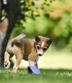 Lundehund will feel best in the village, in a private house, especially if there are water bodie ...