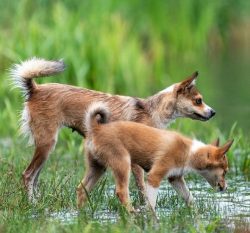 Lundehund sheds very heavily, especially in spring. At this time, their fur needs daily brushing ...