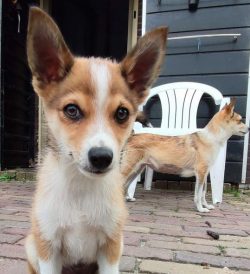 The Norwegian Lundehund is a small, rectangular, and agile Spitz breed with unique characteristi ...