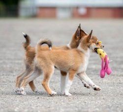 Lundehund is an attentive, very energetic, and loyal protective dog. She can be discreet towards ...