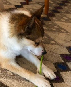 Since 2015, puffin hunting has been banned, so the Norwegian Lundehund is used only as companion ...