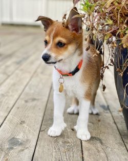 The pet gets along well in an apartment or house. Despite its small size, the dog requires long  ...