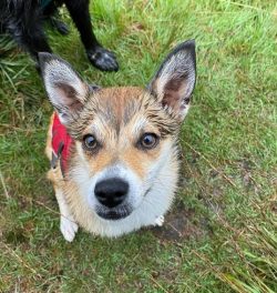 The Norwegian Lundehund is active and loves walking. The dog will be a great friend to the whole ...