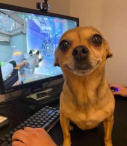 The Chiweenie is a mixed breed dog — a cross between the Chihuahua and Dachshund dog breeds. Com ...