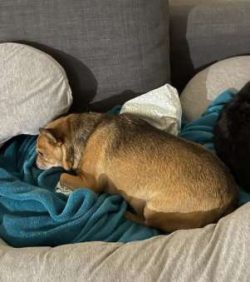 These adorable pups make great apartment dogs for active urban dwellers; although, they’re best  ...