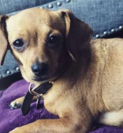 The most famous Chiweenie may be a dog named Tuna who has over 2 million followers on the Instag ...