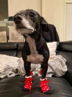 Chiweenies are a mixed breed dog. They are not “purebreds” like their Dachshund or C ...