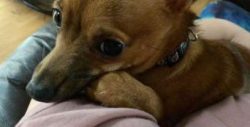Chiweenie coats are usually short and good for allergy sufferers, though they can have long coat ...
