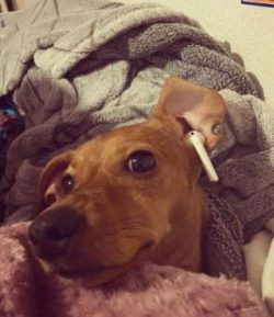 The usual colors of Chiweenies are brown, black, and white. Their coats can be solid colors or a ...